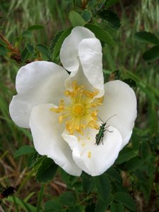 20140428Rosa_spinosissima6