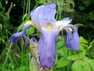 20140510Iris_versicolor2 photo