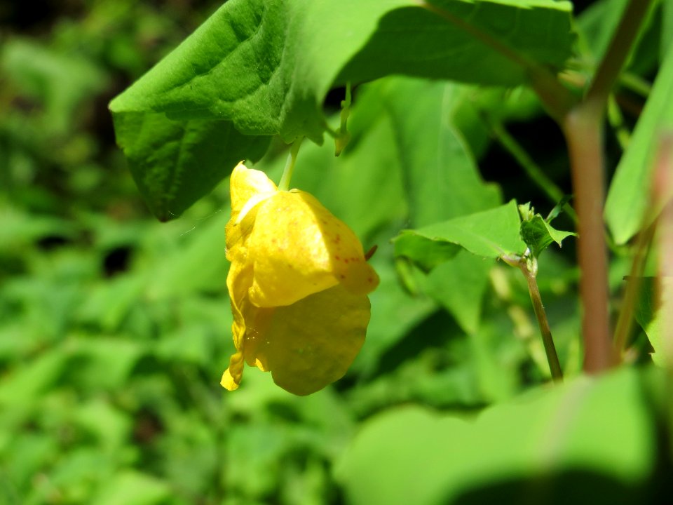 20140622Impatiens_noli-tangere2