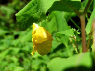 20140622Impatiens_noli-tangere2