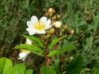20140509Rosa_multiflora16