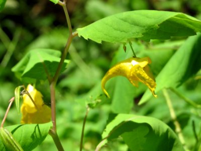 20140622Impatiens_noli-tangere5