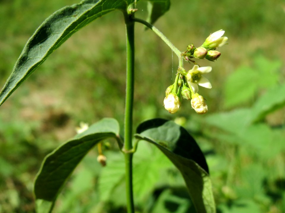 20140608Vincetoxicum_hirundinaria1