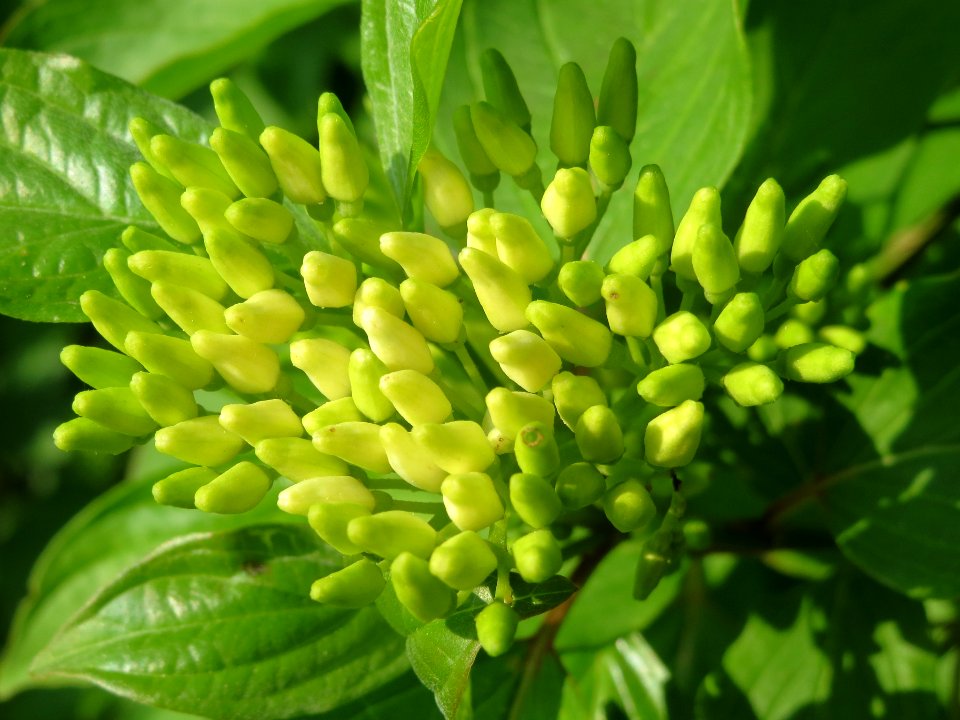 20140430Cornus_sanguinea2