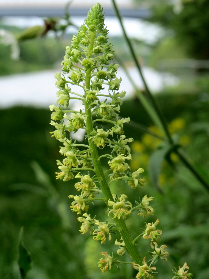 20140507Reseda_lutea2