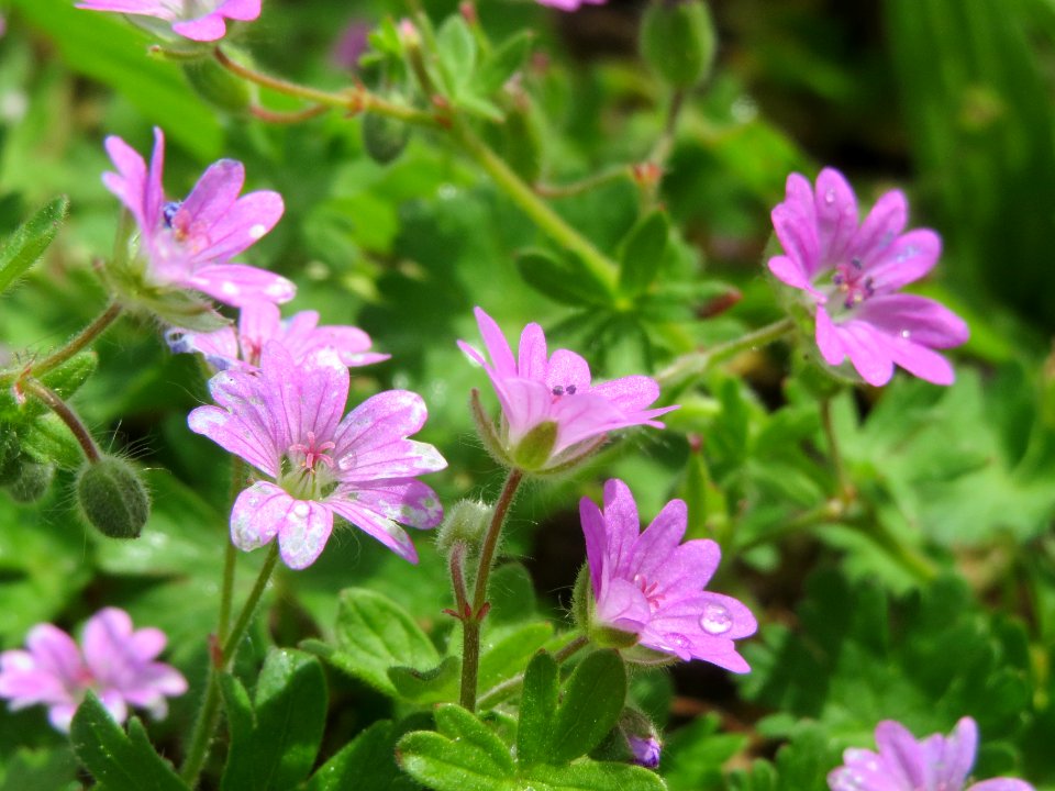 20140513Geranium_molle2