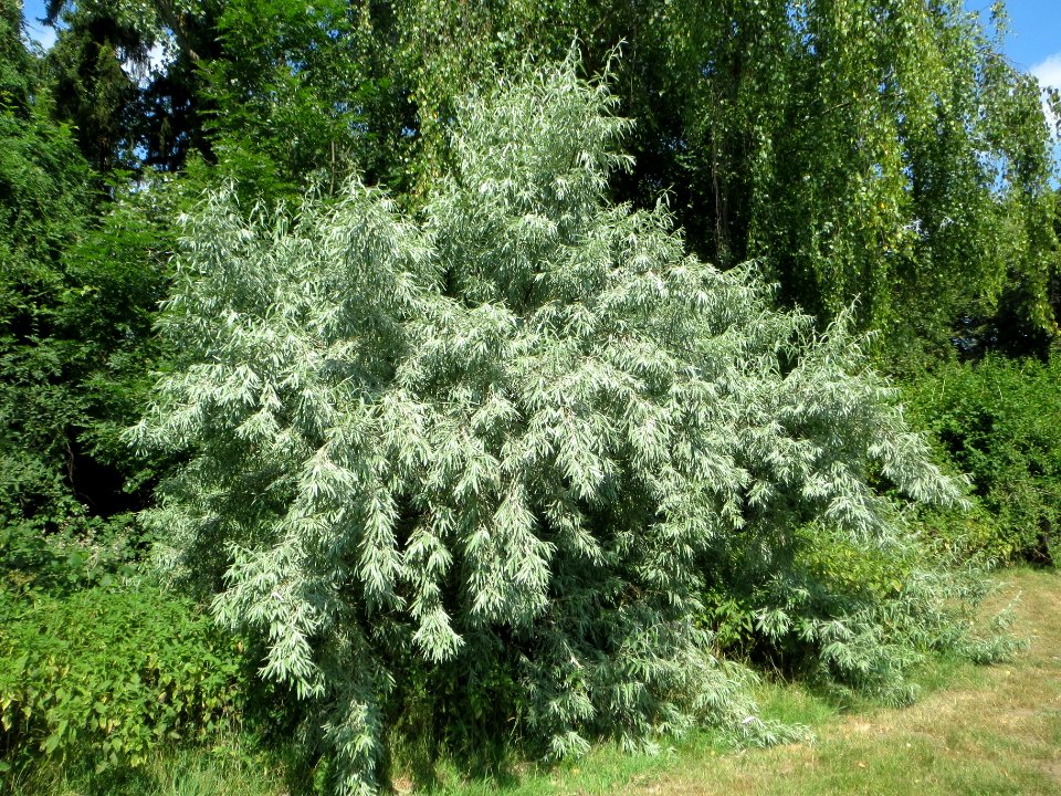 20140622Elaeagnus_angustifolia1