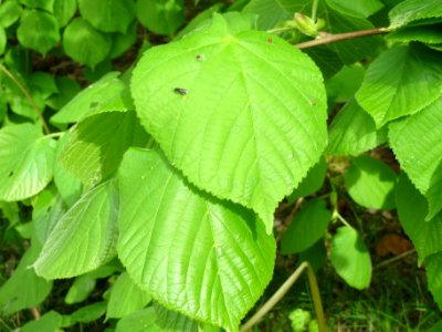 20140508Tilia_platyphyllos3