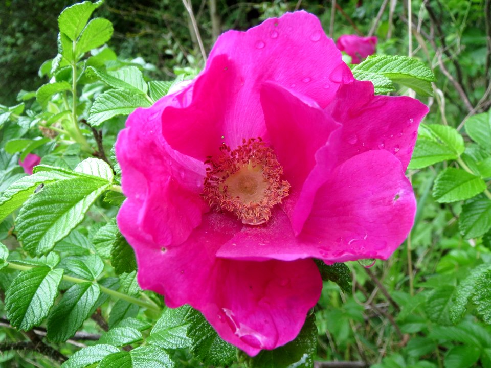 20140507Rosa_rugosa3