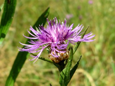 20140626Centaurea_jacea