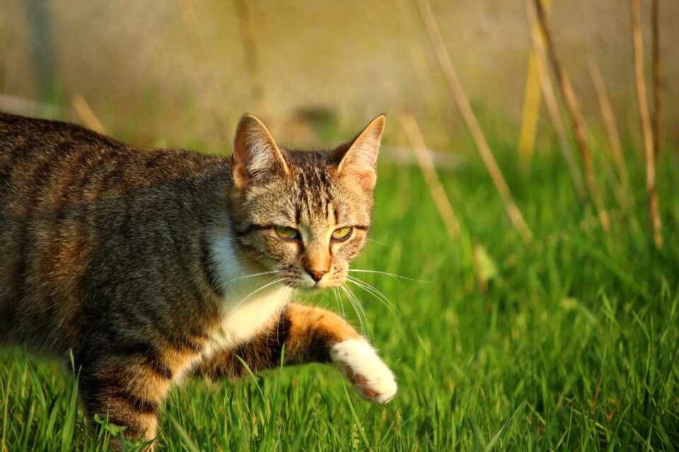 Tiger cat cat baby young cat