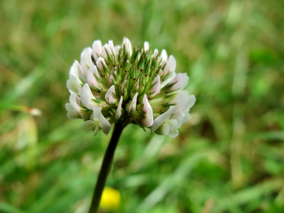 20140611Trifolium_repens2