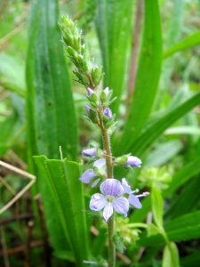 20140511Veronica_officinalis1