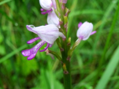 20140507Orchis_militaris5