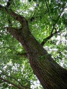 20140611Ulmus_glabra2