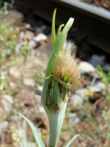 20140624Tragopogon_dubius
