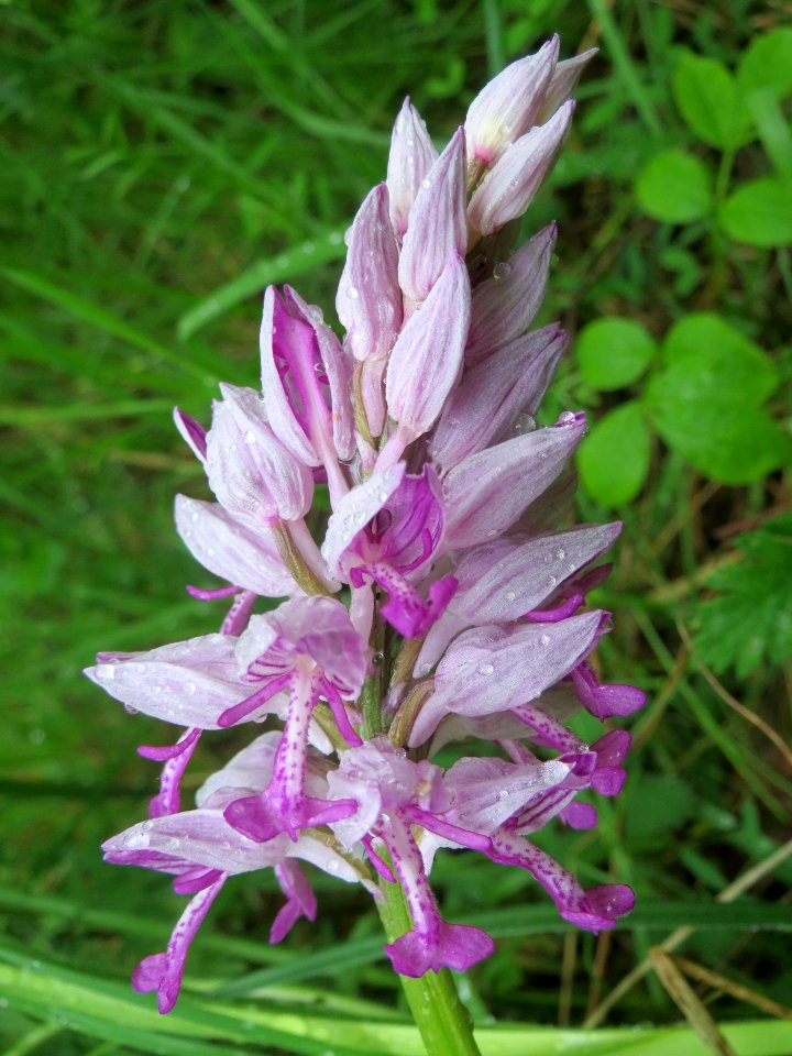 20140507Orchis_militaris3