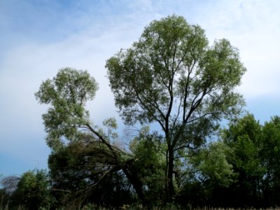20140611Salix_alba1