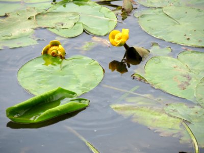 20140619Nuphar_lutea1