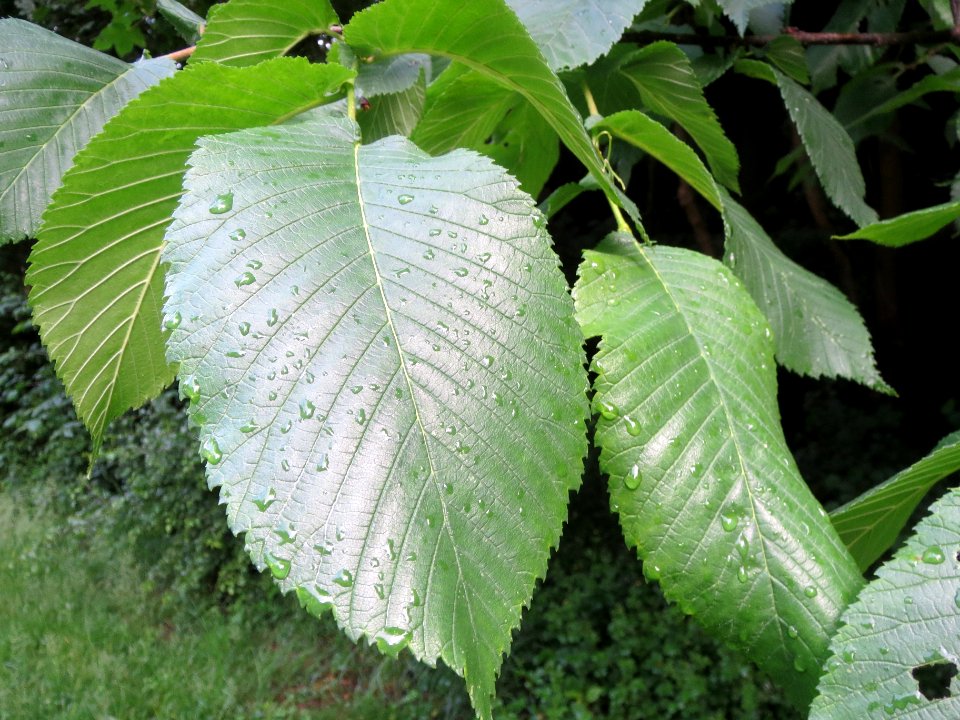 20140507Ulmus_minor1