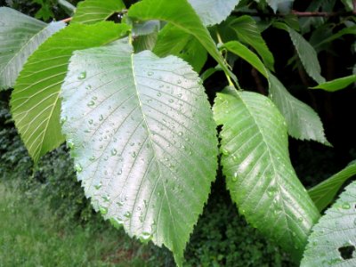 20140507Ulmus_minor1