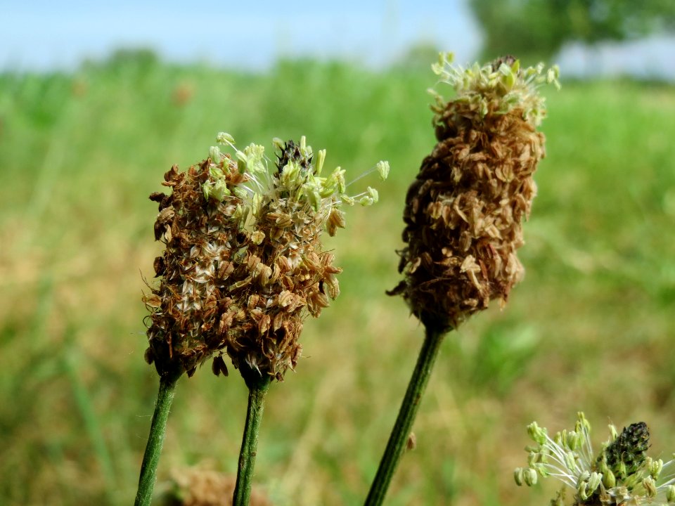 20140611Plantago_lanceolata