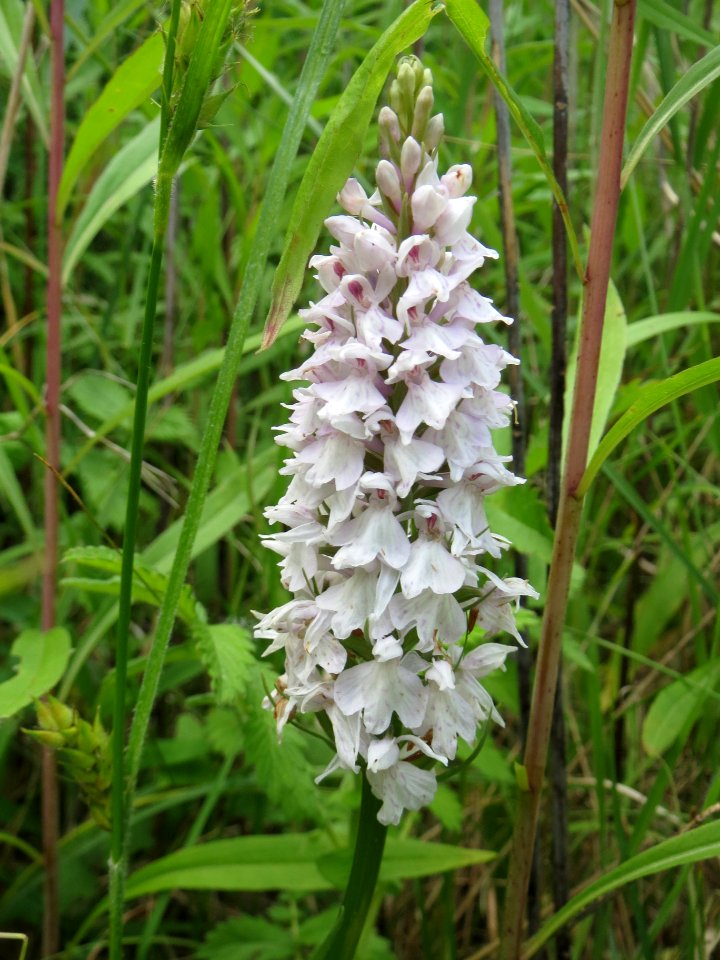 20140619Dactylorhiza_maculata1