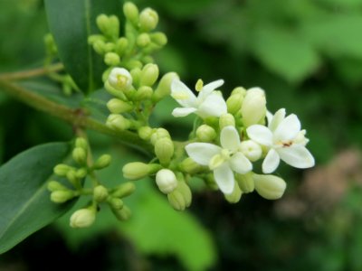 20140509Ligustrum_vulgare2