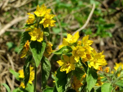 20140622Lysimachia_vulgaris2