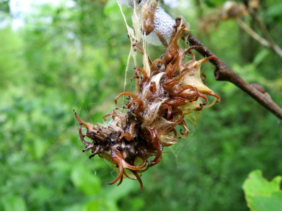 20140507Salix_cinerea2