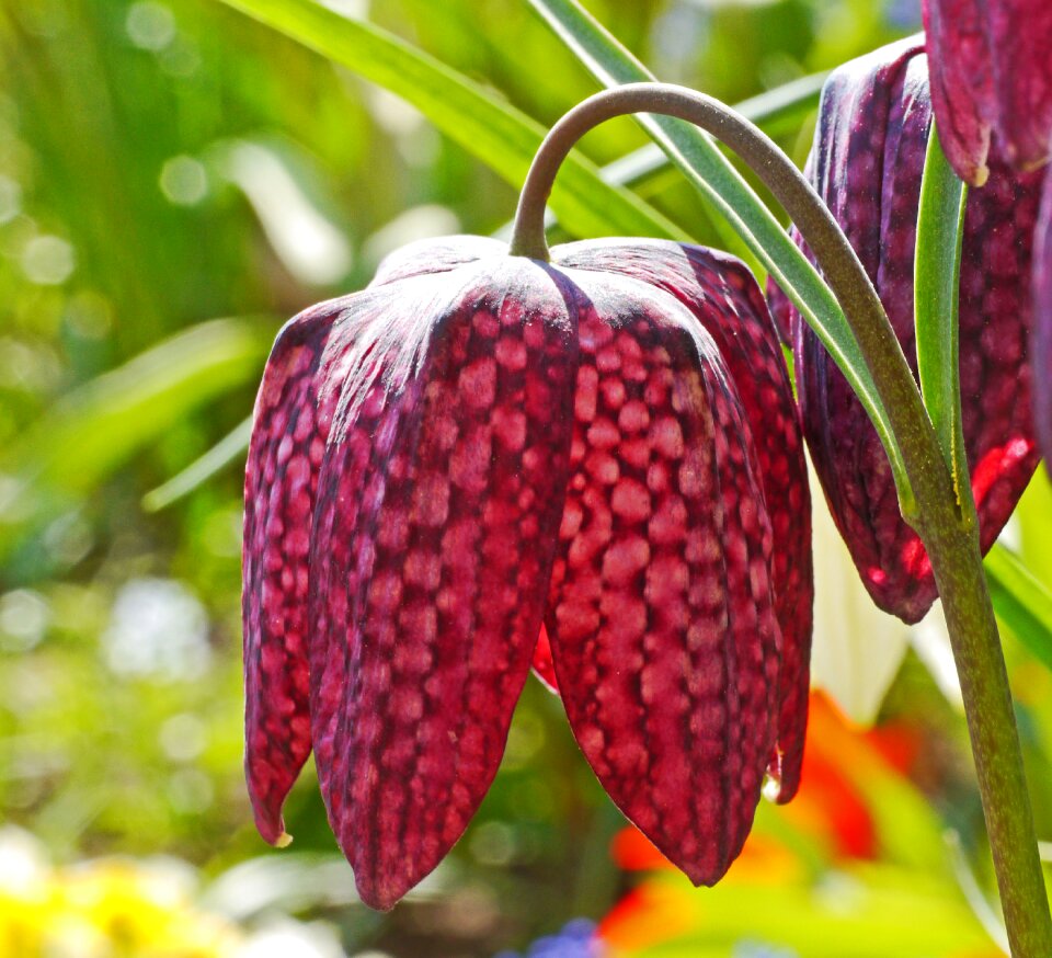 Early bloomer garden hanging