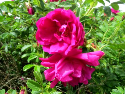 20140511Rosa_rugosa2