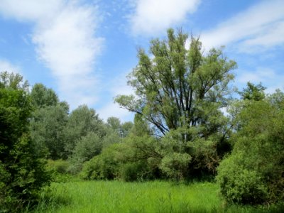 20140607Schwetzinger_Wiesen04