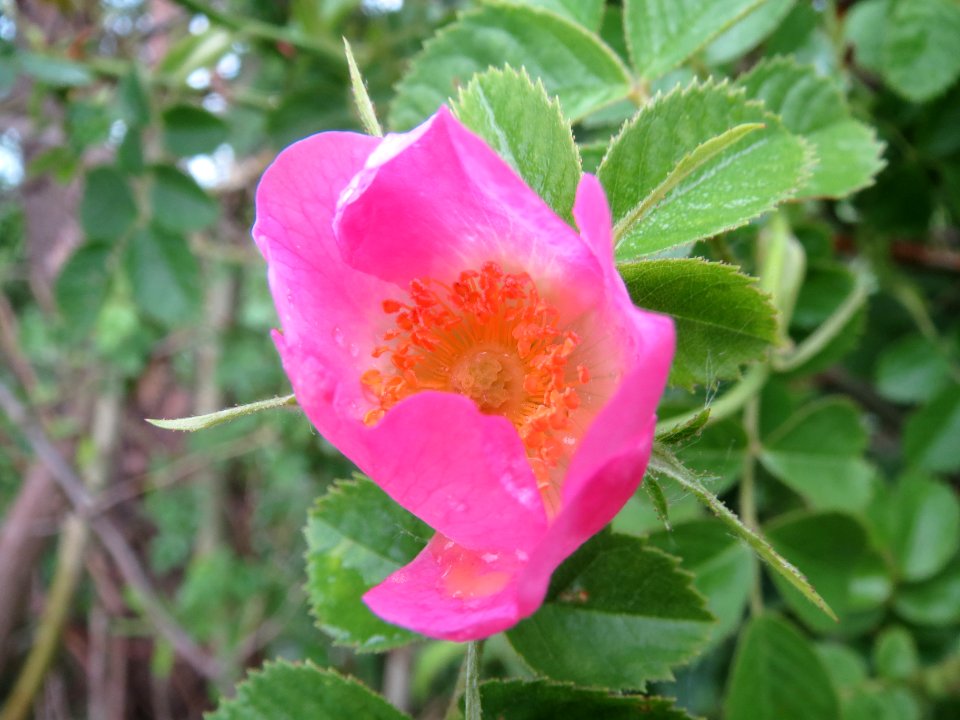 20140510Rosa_rubiginosa5