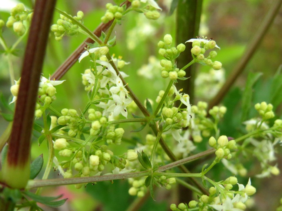 20140508Galium_mollugo2