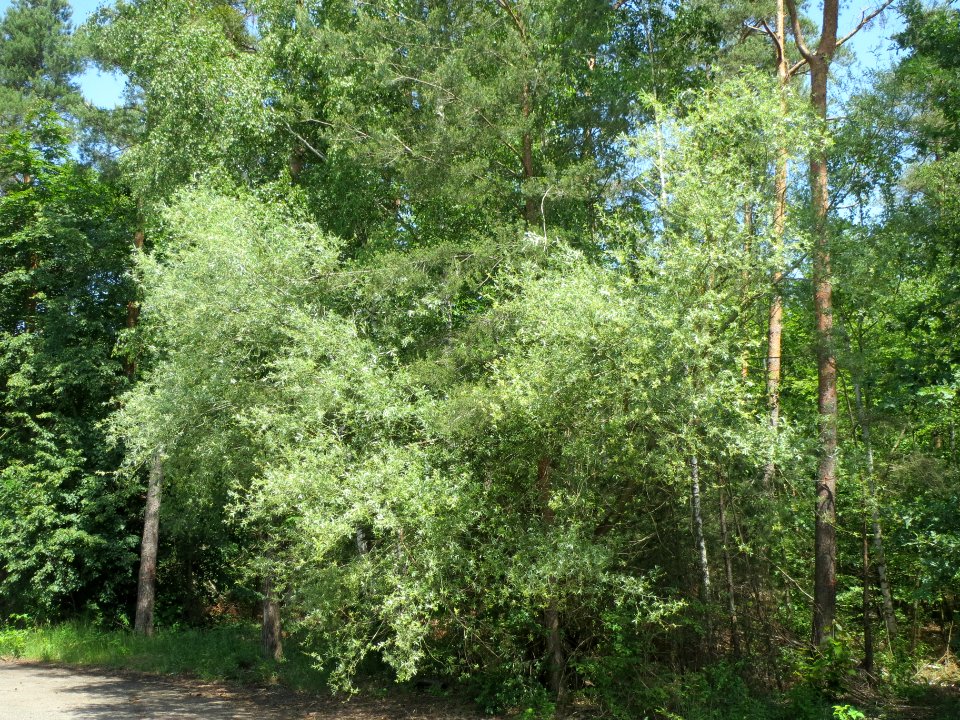 20140607Elaeagnus_angustifolia1