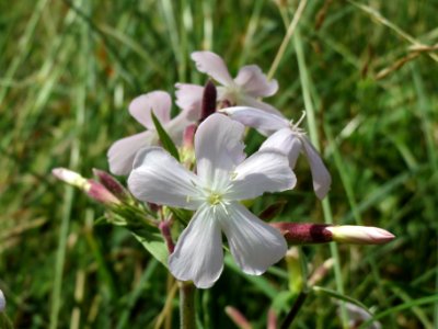 20140619Saponaria_officinalis