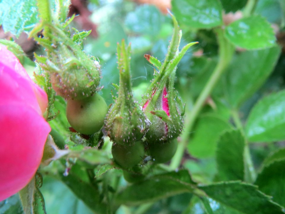 20140510Rosa_rubiginosa3