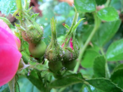 20140510Rosa_rubiginosa3