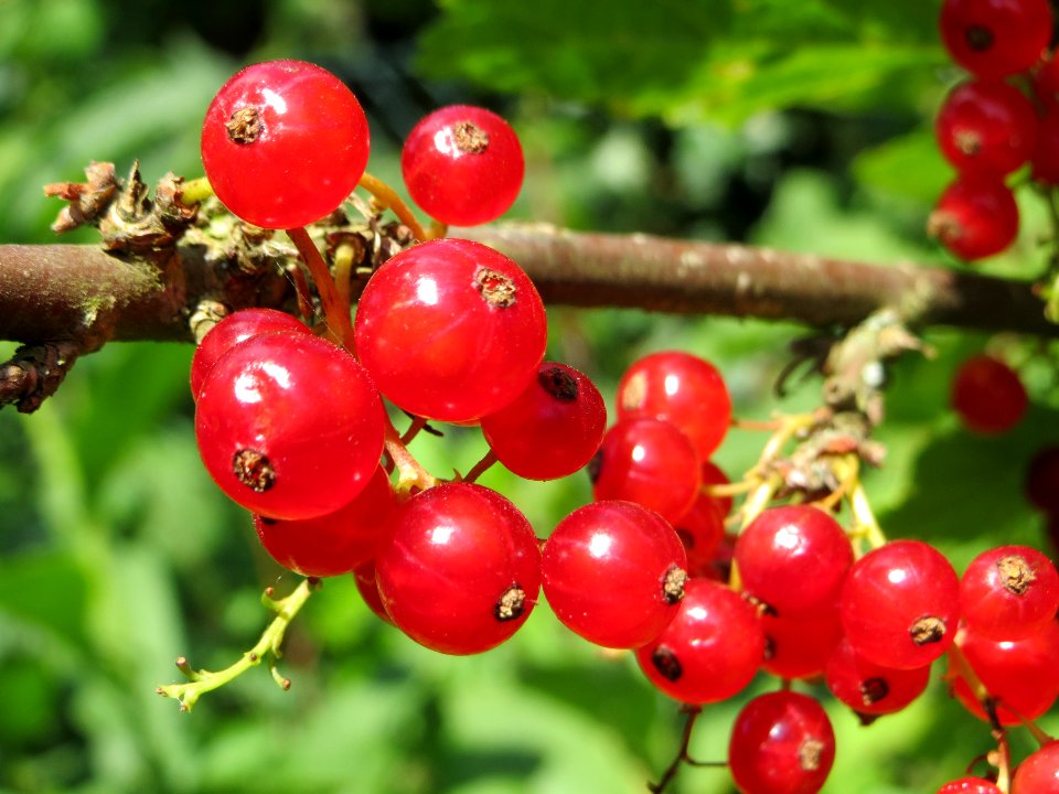 20140622Ribes_rubrum1