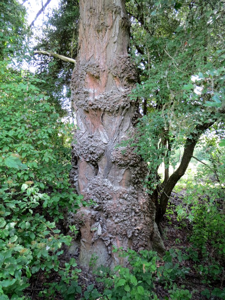 20140607Pappel_Schwetzinger_Wiesen1