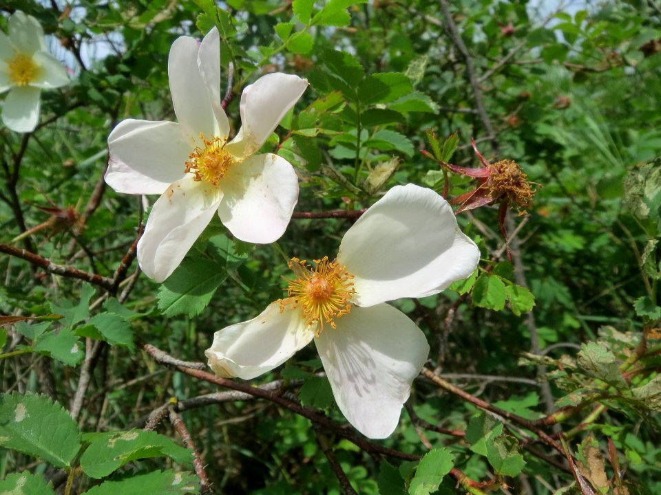 20140509Rosa_spinosissima1