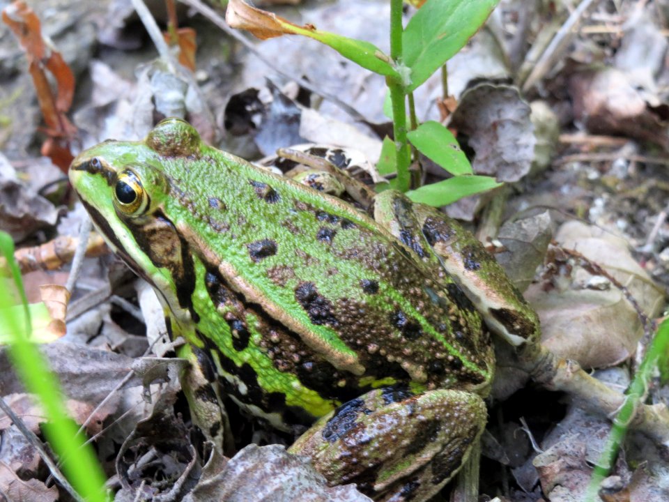 20140607Schwetzinger_Wiesen08