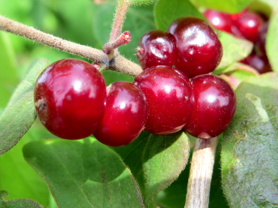 20140629Lonicera_xylosteum1