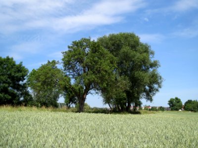 20140607Schwetzinger_Wiesen01