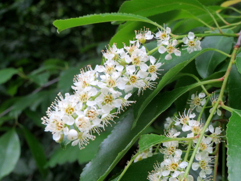 20140511Prunus_serotina2
