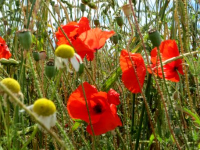 20140629Papaver_rhoeas