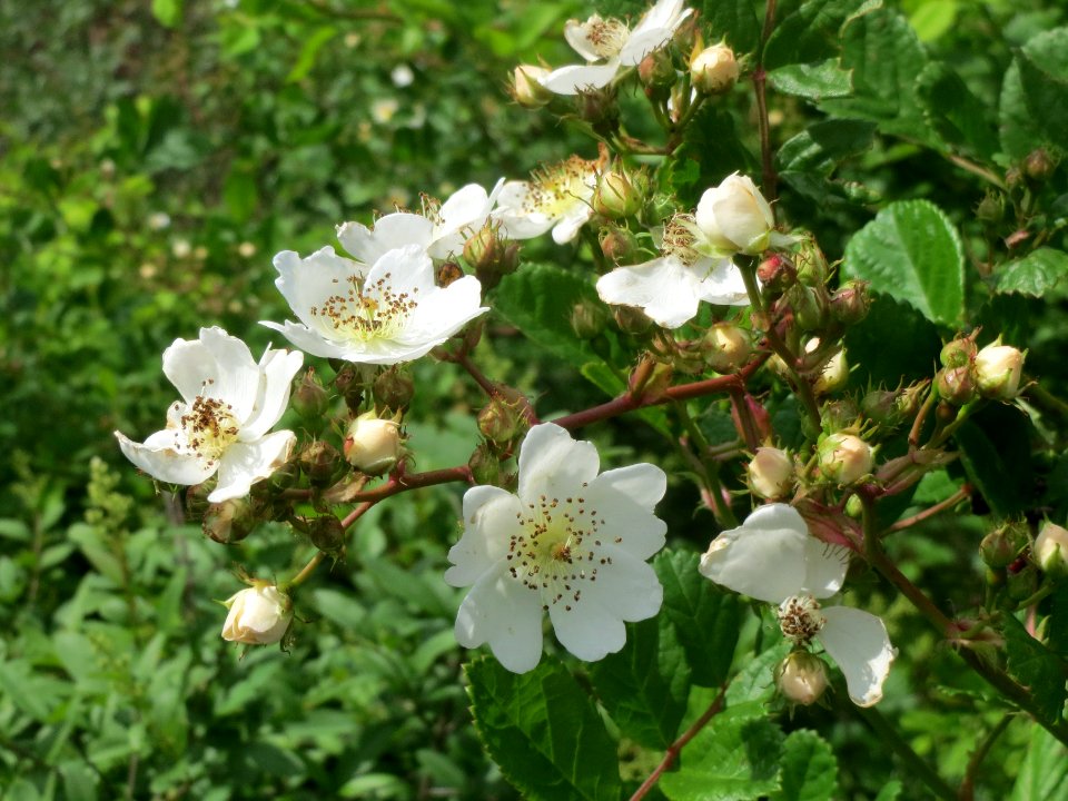 20140509Rosa_multiflora14