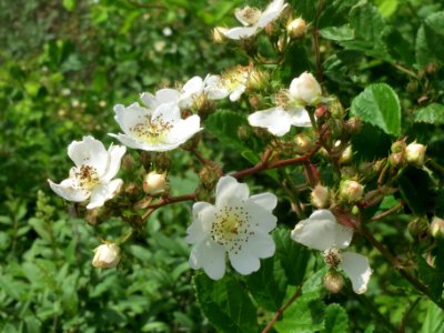 20140509Rosa_multiflora14