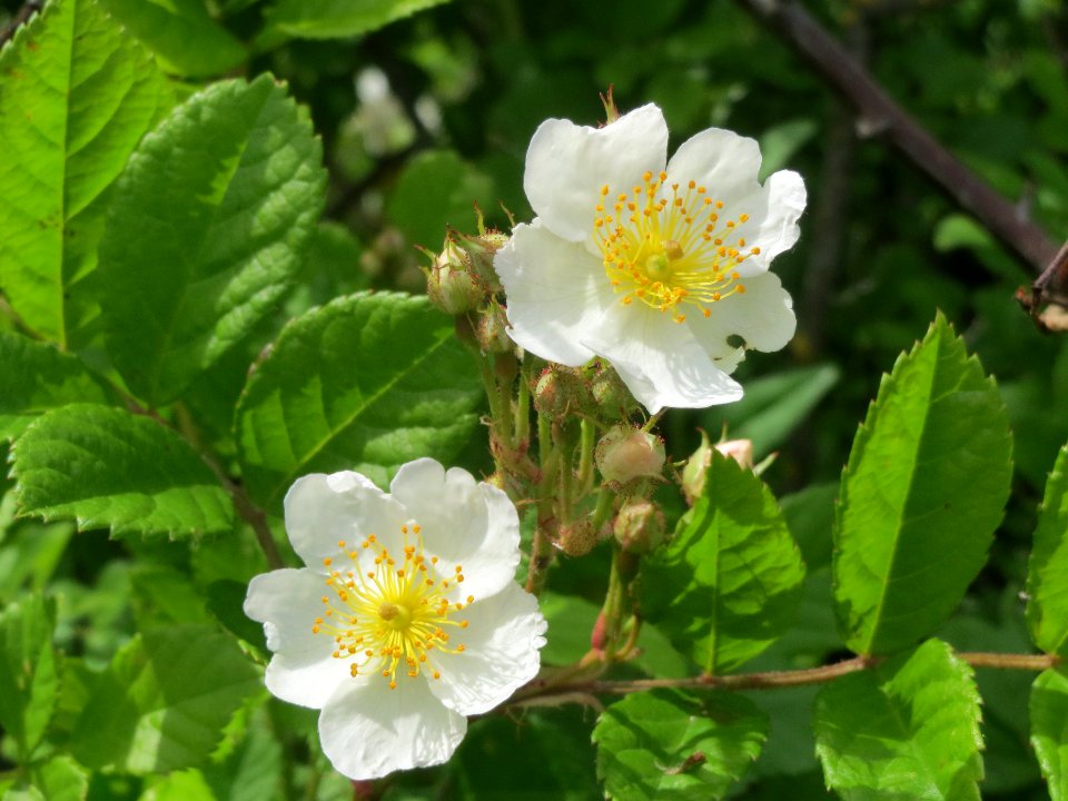 20140509Rosa_multiflora12